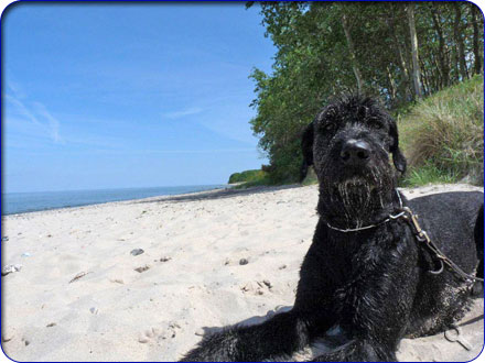 Hund muss nat&uuml;rlich mit in den Urlaub