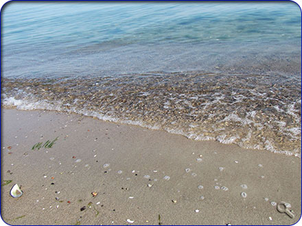 Ein erfrischendes Bad in der Ostsee gef&auml;llig?